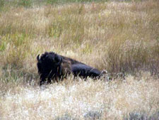 USA-Montana-Yellowstone Pack Trips
